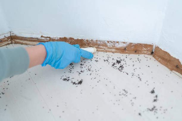 Best Emergency Pest Control  in Charlack, MO
